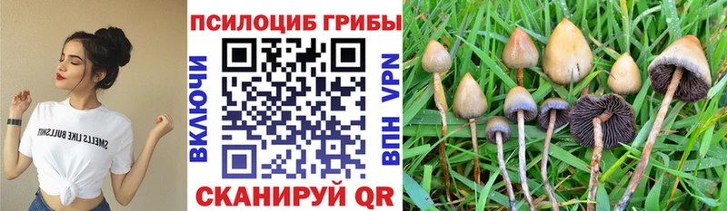 Псилоцибиновые грибы мицелий  дарнет шоп  Североморск 